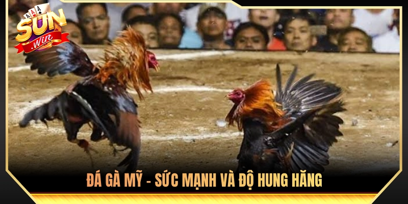 Gà chọi Mỹ - Biểu tượng của thể lực và sự cuồng bạo 